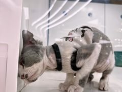 -1013 PET SHOP精品宠物商店(丁香店)