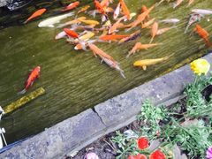 iphone_upload_pic-老洋房花园饭店(绍兴路店)