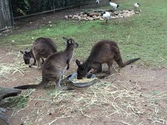 -费瑟代尔野生动物园