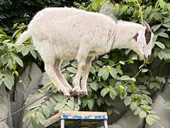 -呀路古热带植物园