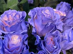 -ROSEONLY诺誓(广州K11店)