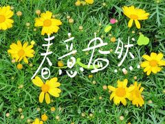 -东平国家森林公园