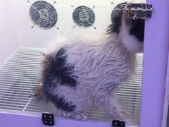 -喵百万·布偶·蓝金金渐层英短·猫舍(百子湾店)