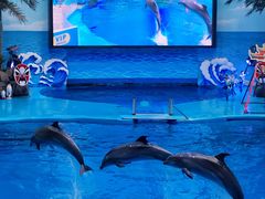 -海合安成都极地海洋公园