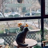 在这喝上一杯手冲，观察观察🐱们，午后时光舒服的紧[得意]