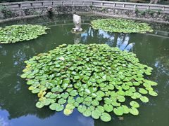 -红梅公园