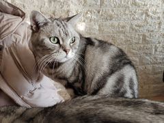 -平行世界·猫咖(首经贸店)