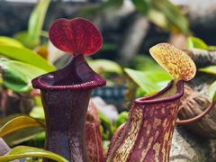 -国家植物园南园