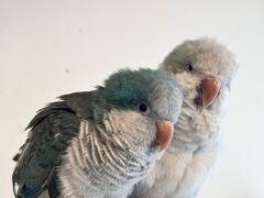 -吉丁鸟咖·异宠·寄养