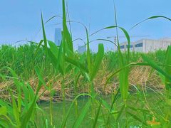 -澹台湖公园