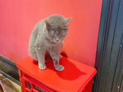 -猫色咖啡·猫咖