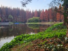 -黄海国家森林公园