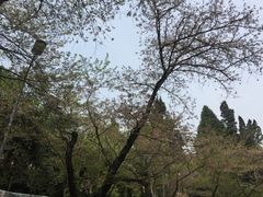 -武汉大学-樱园