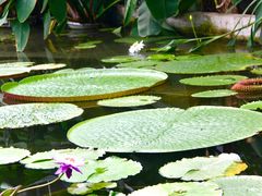 -国家植物园南园