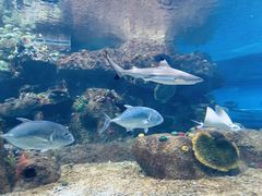 -沙沙哗啦海洋馆(华宇百花谷店)