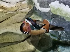 -海合安武汉极地海洋公园