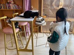 -Sweet cat·星愿猫咖(国贸大厦店)
