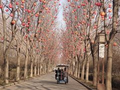 -洛阳市隋唐城遗址植物园