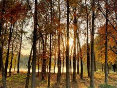 -上海海湾国家森林公园