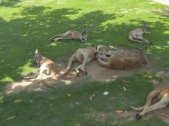 -西霞口神雕山野生动物世界