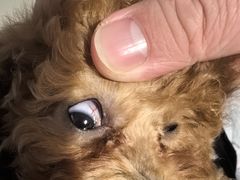 -瑞派康怡24h宠物医院·犬猫医疗中心·微创绝育(瑞景分院)