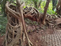 -中国科学院西双版纳热带植物园