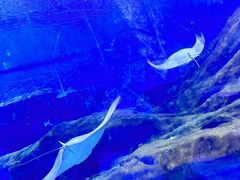 -海合安武汉极地海洋公园