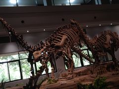 -自贡恐龙博物馆