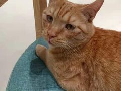 -藏猫猫咖啡主题馆(中央大道店)