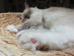 -藏猫猫咖啡主题馆(中央大道店)