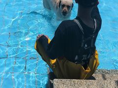 -趣玩宠物乐园寄养训犬训狗游泳池