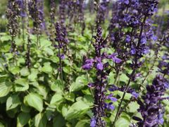 -汉长安城未央宫国家考古遗址公园