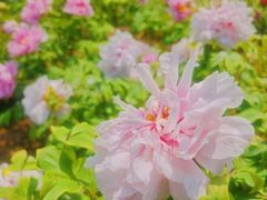 -南京古林公园