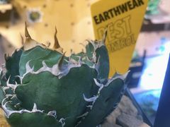 -Rabbit Cafe私房西餐甜点咖啡(栖霞路店)