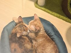 -momokira米努特·德文卷毛猫·棉花面纱犬