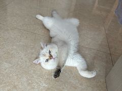 -十月米努特矮脚猫舍