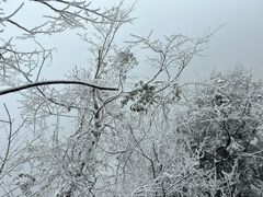 -天目山大树王景区