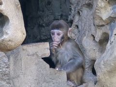 -保定市动物园