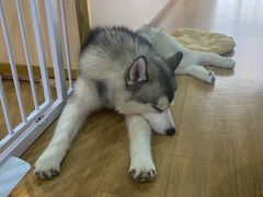 -Husky Go! 哈士奇体验馆·宠物咖啡厅狗咖