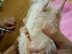 -藦茜花园宠物主题亲子互动体验馆(国顺东路店)