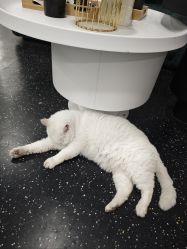 -IN 巷 salon明星店