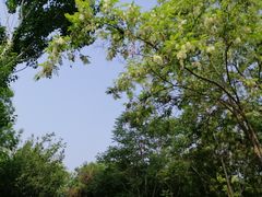 -大兴滨河森林公园