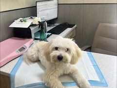 -半岛宠物医院24小时(西派城店)