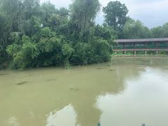 -中国扬子鳄村
