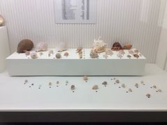 -青岛贝壳博物馆