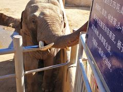 -西霞口神雕山野生动物世界