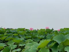 -荷塘月色湿地公园·向阳花洲