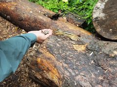 -五营红松林海景区