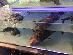 -盒马X会员店(上海森兰商都店)