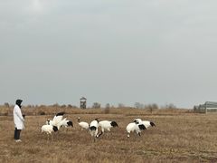 -盐城丹顶鹤湿地生态旅游区